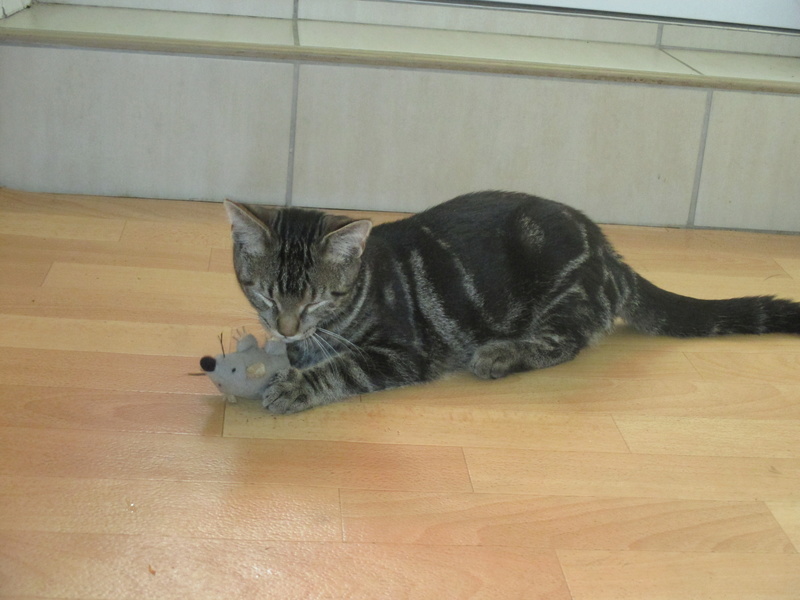 Marius, chaton mâle, européen tabby fauve, né en avril 2016 Img_4912