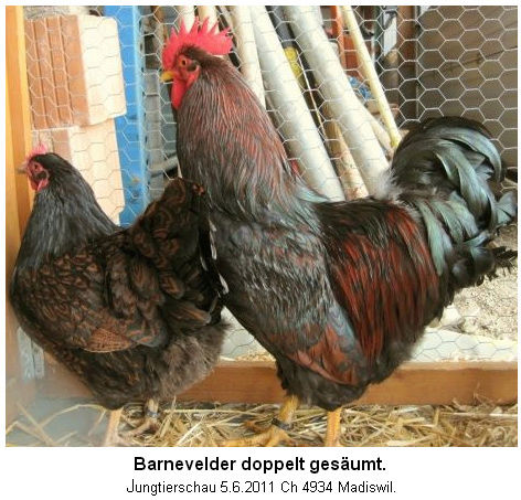 Барневельдеры - голландские куры - Страница 4 Image_13