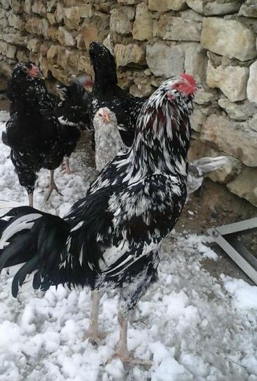 Гилянская порода кур, Gilan breed chickens Img-2014