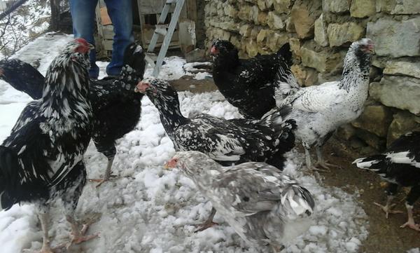 Гилянская порода кур, Gilan breed chickens Img-2015