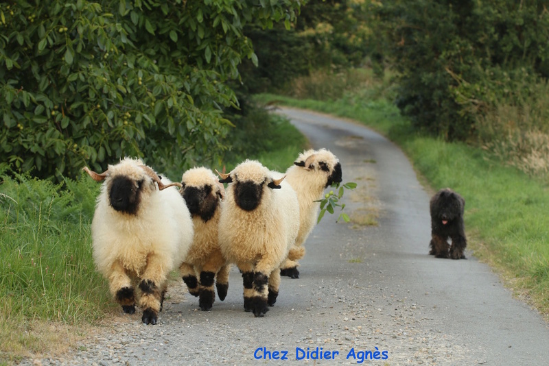 Photos de vos moutons pour la page d'accueil - Page 8 Didier11