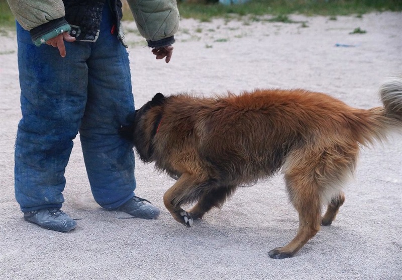 Photos de vous et vos chiens en pleine activité (course, vtt,ring, ..) 13055410