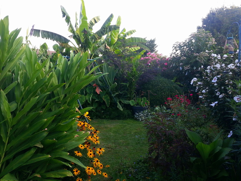 Jardin de pat31 :Belle année  20160910