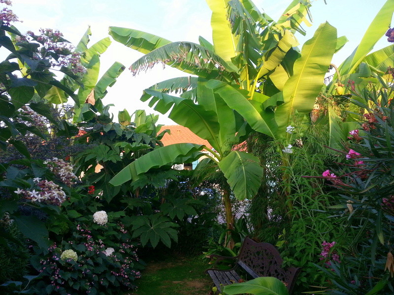 Jardin de pat31 :Belle année 20160911