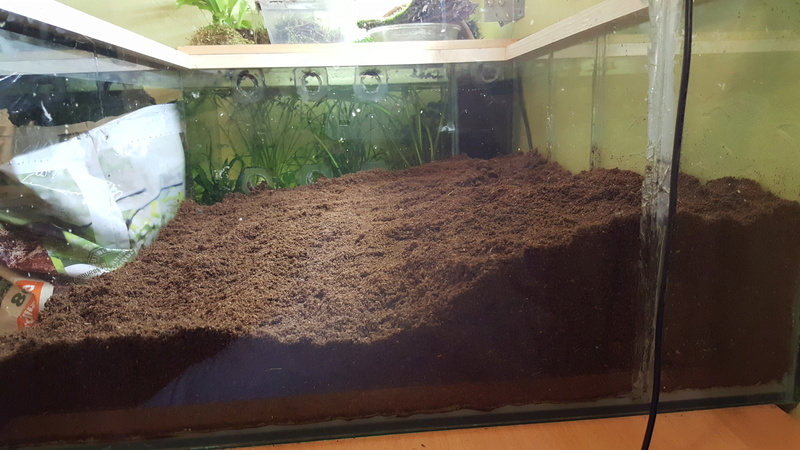 Un Terrarium pour des  Ambystoma Mavortium  - Page 2 20160924