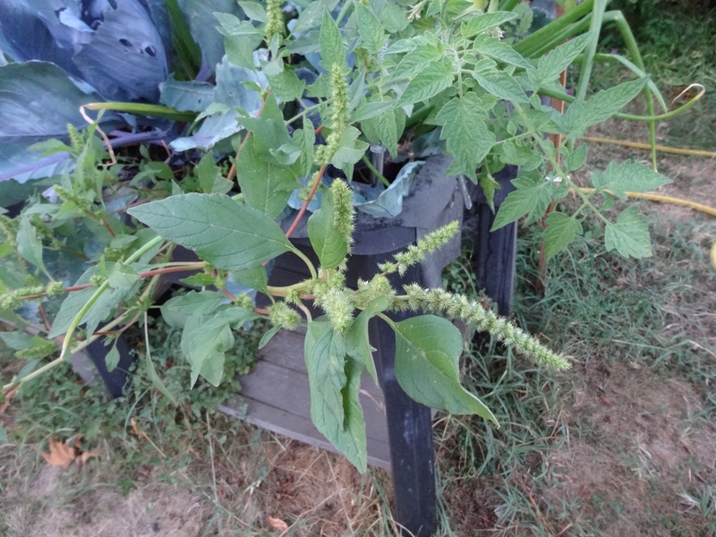 qui a une idée de ce qu'est cette plante ? Dsc02711