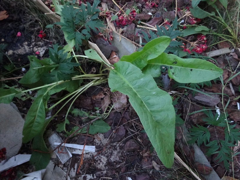 qui a une idée de ce qu'est cette plante ? Dsc02712