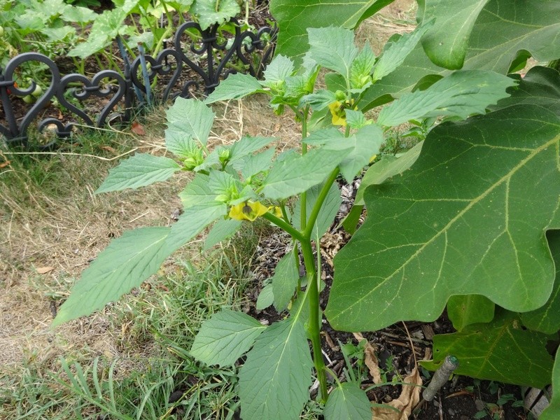 qui a une idée de ce qu'est cette plante ? Dsc02722