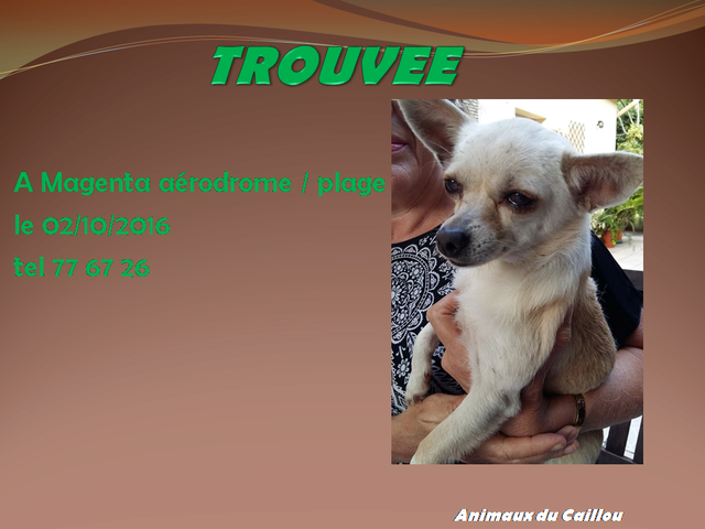 chihuahua - TROUVEE chienne chihuahua beige crème à Aerodrome Magenta le 02/10/2016 14572210