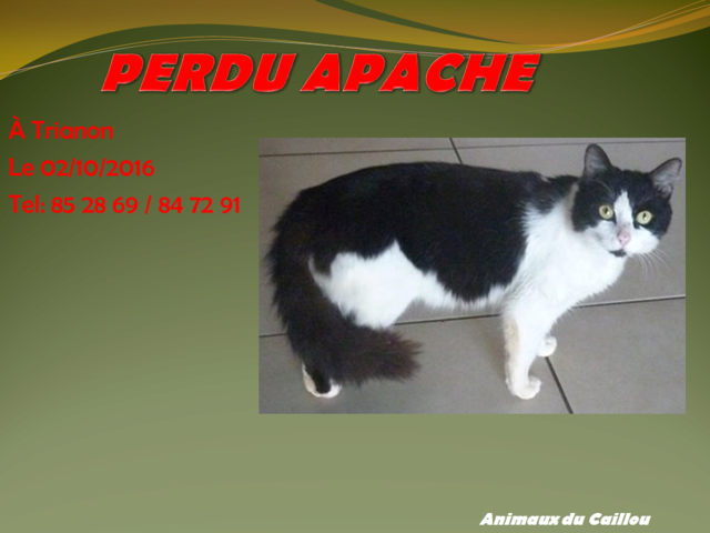 PERDU APACHE chat noir blanc pucé à Trianon le 02/10/2016 2014mm18