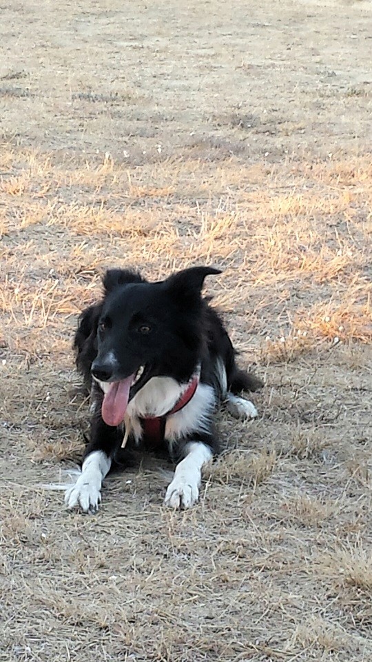 Et voici Indie, border collie - Page 15 20160911