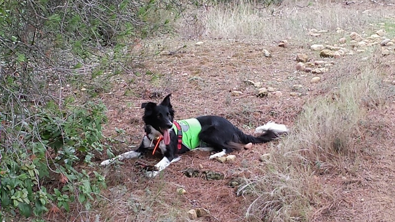 border - Et voici Indie, border collie - Page 16 20161015