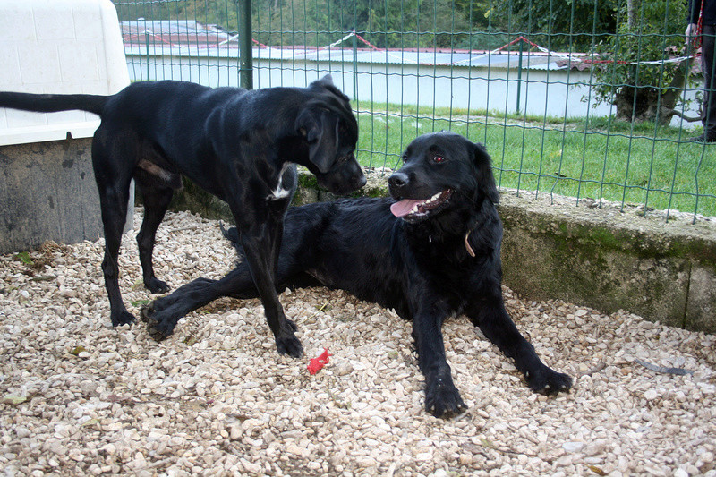 Paddy x labrador noir a poil long (Retriever à poil plat ?) male 2 ans de Béthune Refuge de