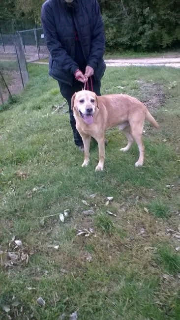 Pepito labrador sable male 8 ans de Béthune -  Refuge de Jouvence à Messigny (21) P10