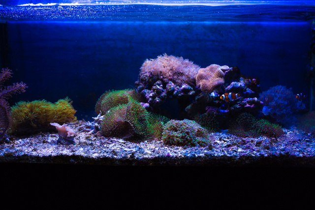 Mon premier aquarium - Page 5 21092012