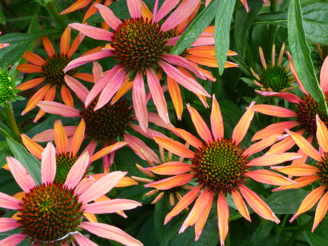 Echinacea - le genre P1050715