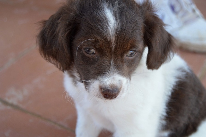 ALFRED petit croisé né en août 2016 ADOPTE Alfred12