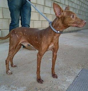 LIO podenco de 7 ans bientôt en  accueil Lio310