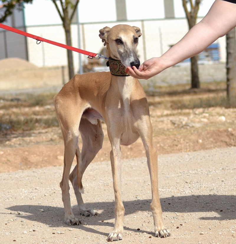 ZAFIRO galgo né en juin 2011 ADOPTE Zaf710