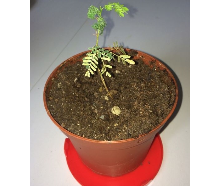 Acacia tortilis mal en point Accaci11