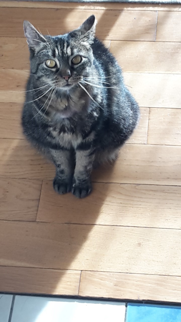 STITCH, européen brun tabby, 3 ans, M Stitch11