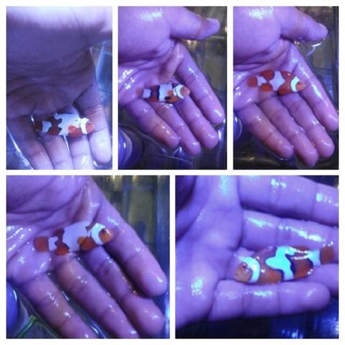 Stok coral masuk MUTIARA AQUAMARINE 18 Oktober 2016 Img-2011