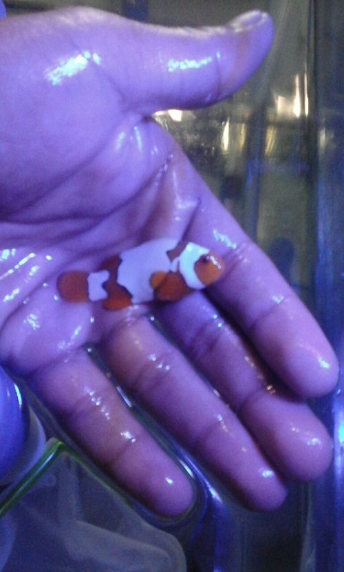 Stok coral masuk MUTIARA AQUAMARINE 18 Oktober 2016 Img-2018