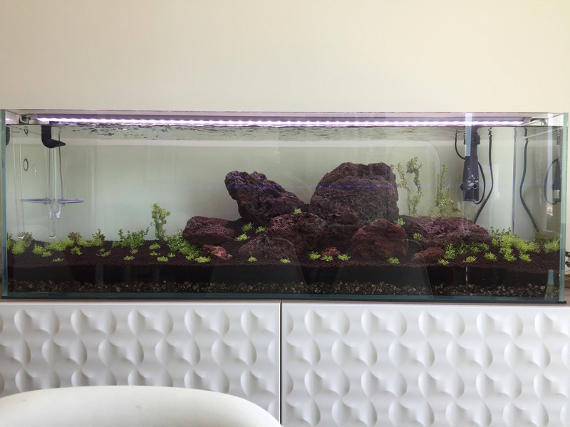 Lancement Aquascaping 170L Img_0816