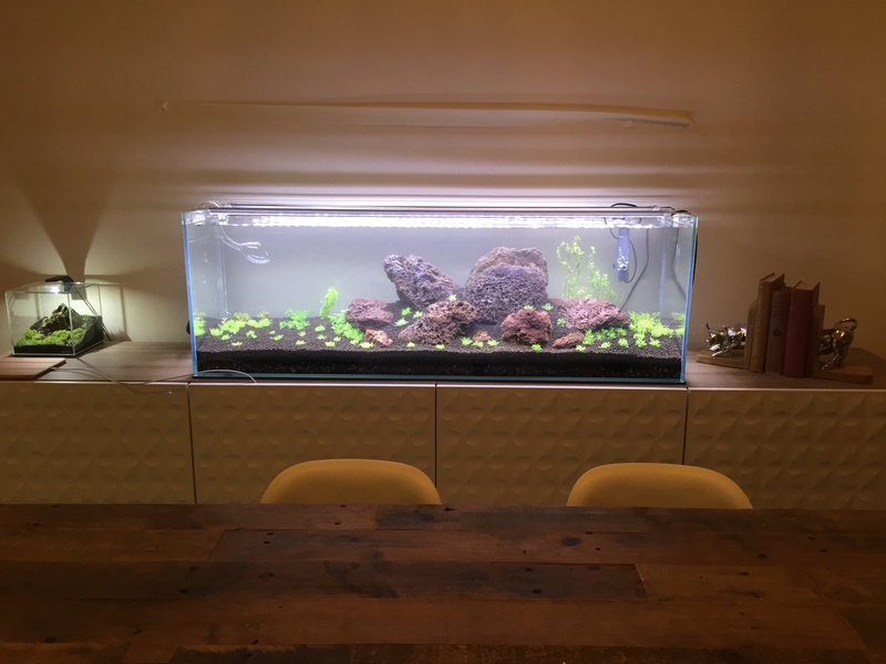 Lancement Aquascaping 170L Img_0817