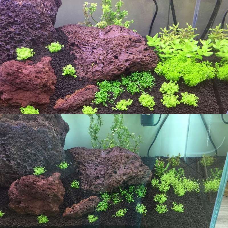 Lancement Aquascaping 170L Img_1013