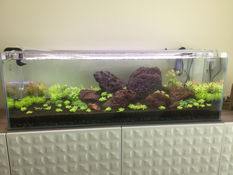 Lancement Aquascaping 170L Img_1310