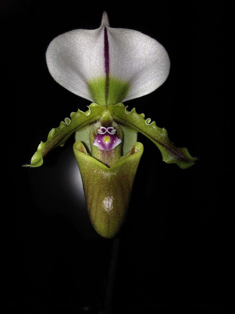 Paphiopedilum spicerianum Image15