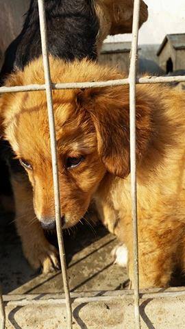 MALIA (ex JOUVENCE) - chiot femelle, croisée - petite taille, née en mars ? 2016 - Refuge Anda et Alina -ADOPTEE PAR LAURENCE (dep 31) Jouven17