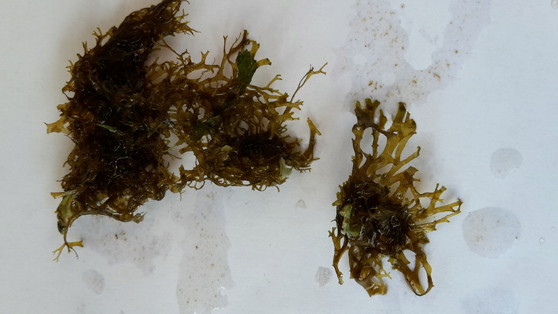 identification algues 20160910