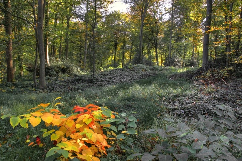 sous bois de ste céline Sous_b10