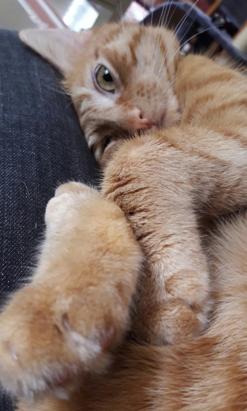 Potiron, chaton roux né début septembre 2014 - Page 9 20160911