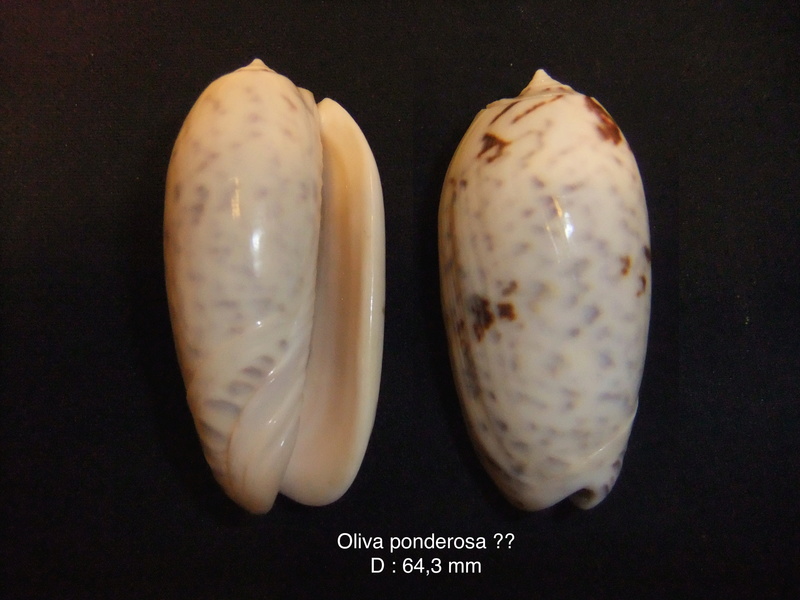 Miniaceoliva ponderosa (Duclos, 1840) - Worms = Oliva ponderosa Duclos, 1840 Ponder10
