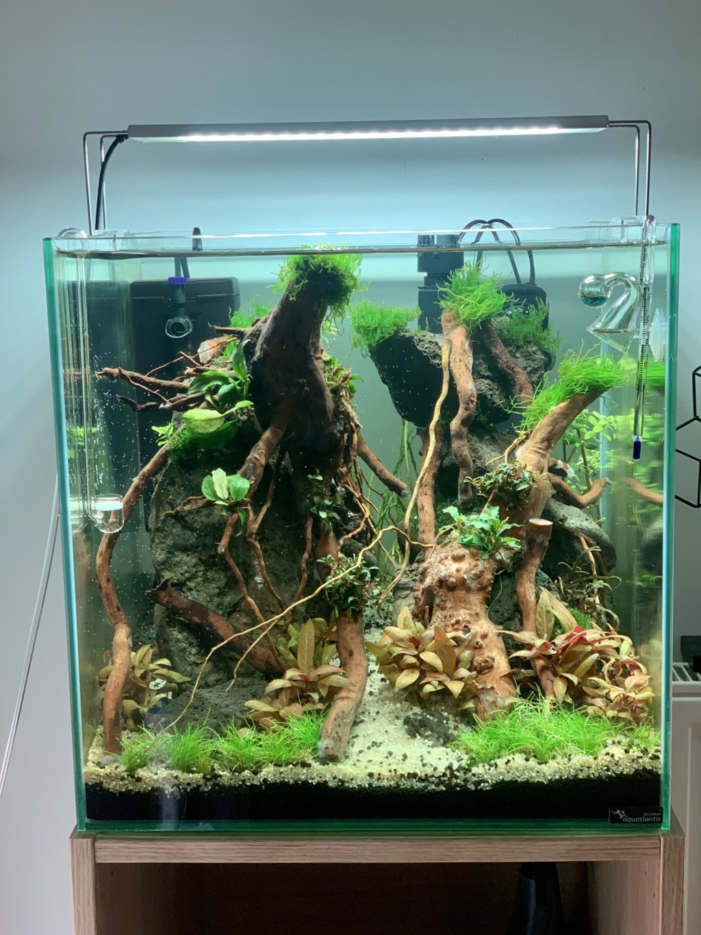 Nouveau projet : 54L Cube aquascaping 42cb2810