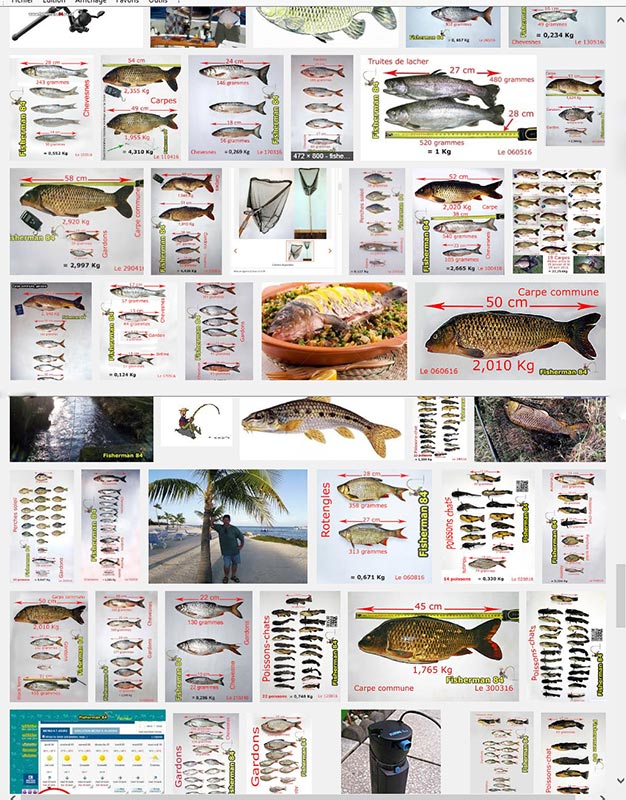 Mes poissons dans Google images ! Poisso10