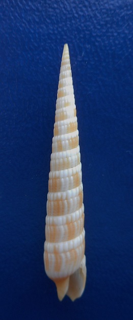 Myurellopsis columellaris (Hinds, 1844) Dscn8516