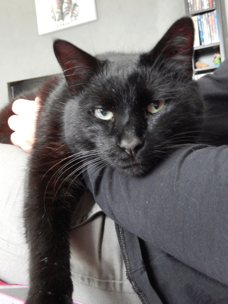 Charly, beau chat noir né vers 2010 Dscn4211