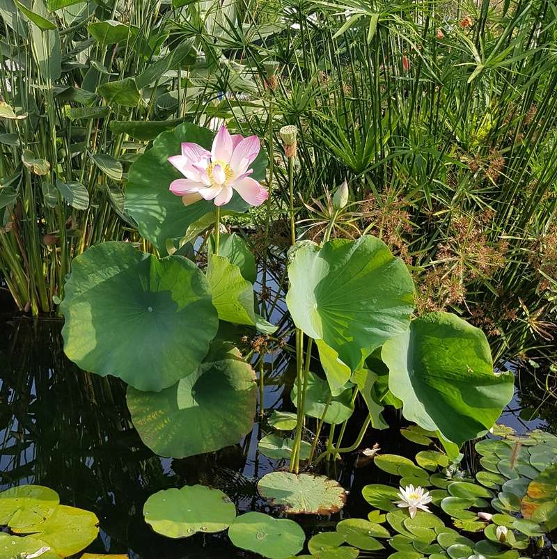 Mopliko et les Lotus du jardin de Nelumbo - Page 7 110