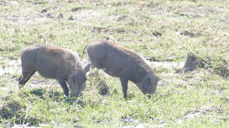 Namibie Août 2016 P1090811