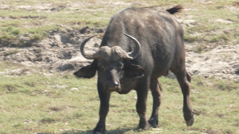 Namibie Août 2016 P1100110