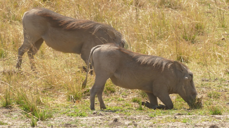 Namibie Août 2016 P1100120