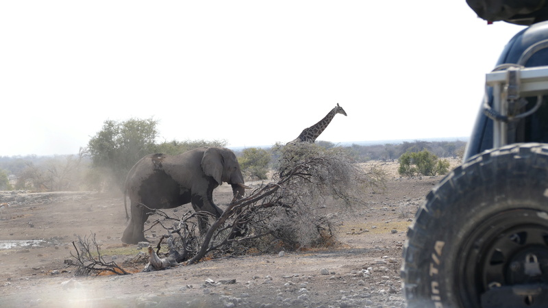 Namibie Août 2016 P1100812