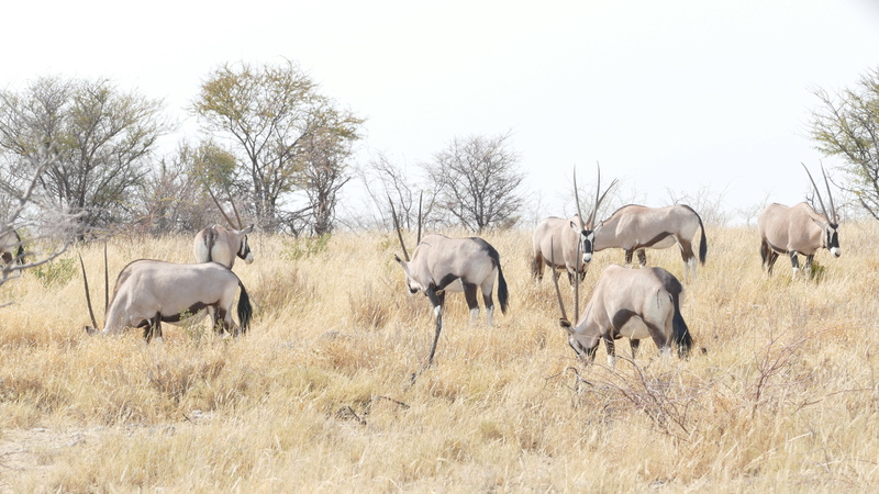 Namibie Août 2016 P1110212