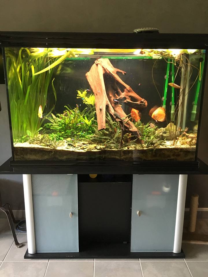 Aquarium à vendre urgent !!!! 13319810