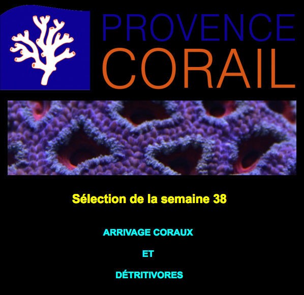 provence corail - Page 2 Captur11