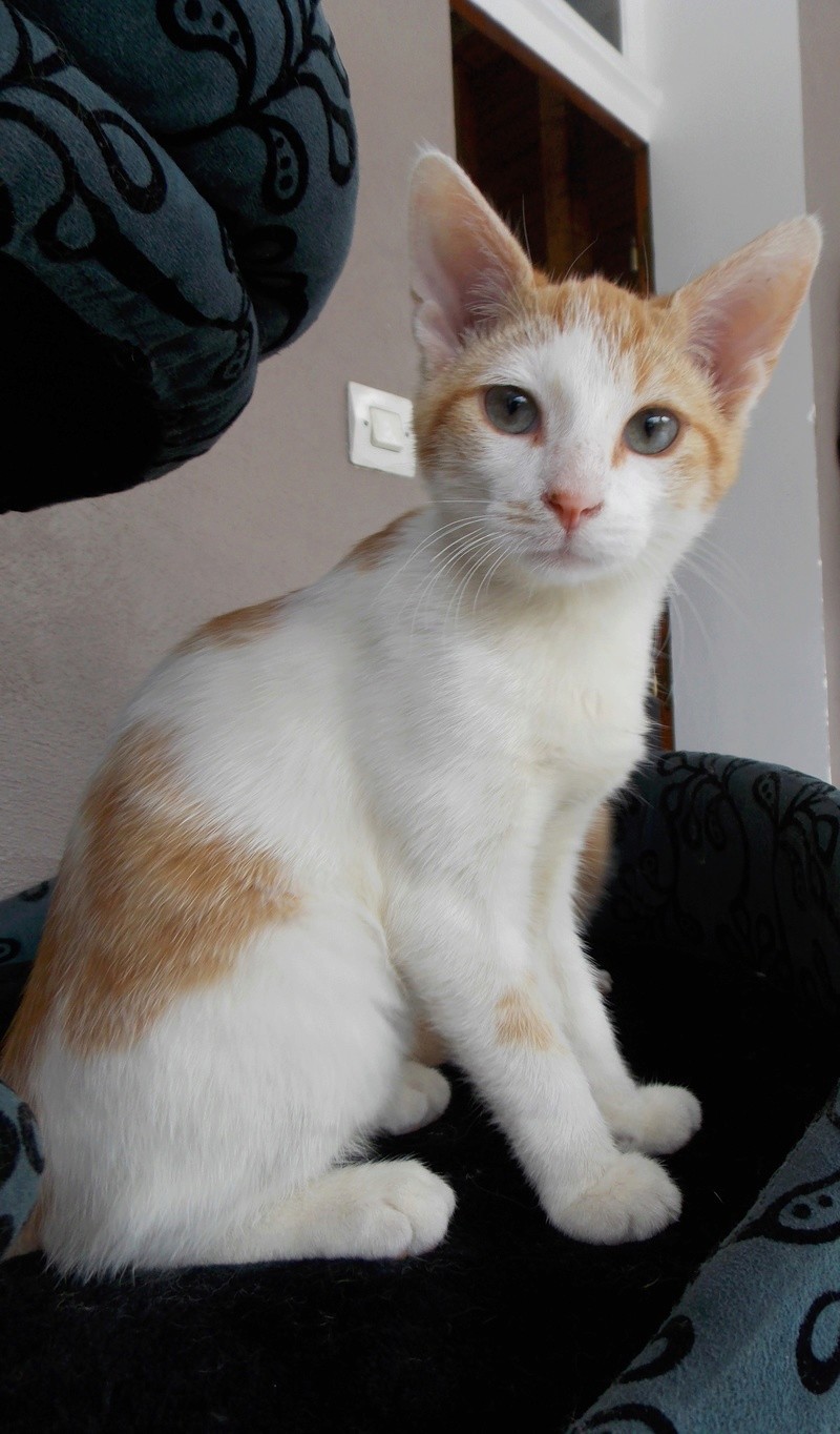 Goupix (Malou), chaton blanc tigré roux né le 1er mai 2016 Dscn2725